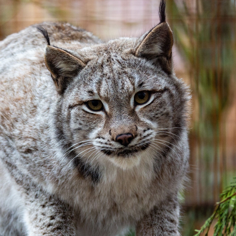 Euraziatische lynx - De Zonnegloed - Dierenpark - Dieren opvangcentrum - Sanctuary